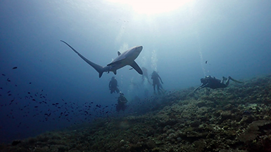 Thresher shark at Monad Shoal