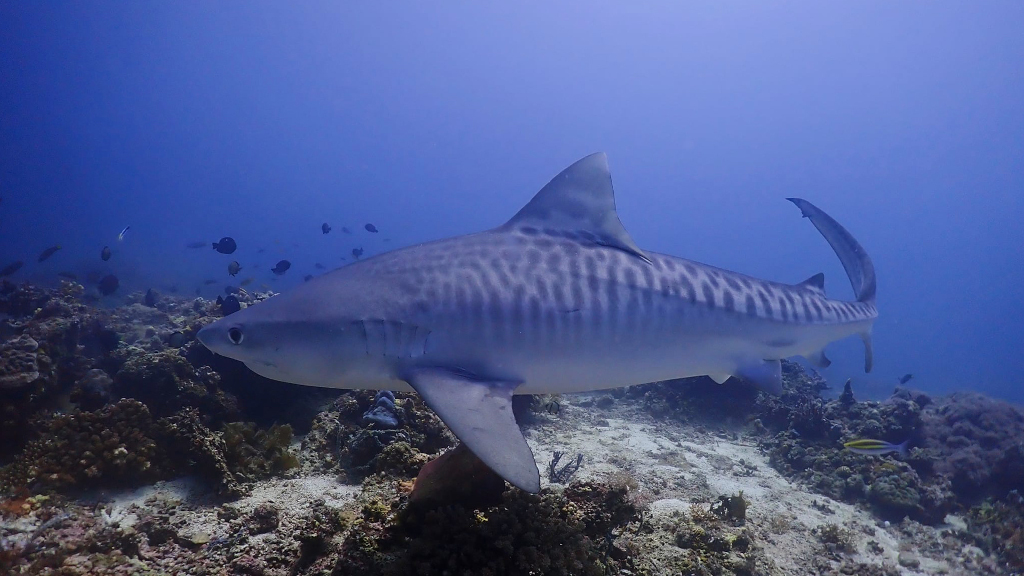 Tiger shark at Monad Shoal, Malapascua