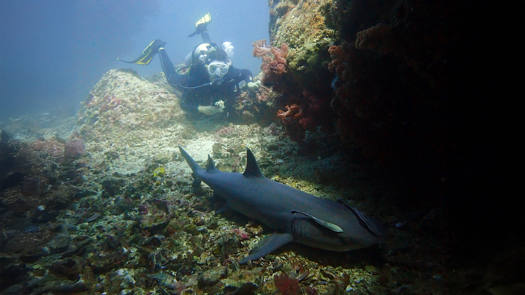 Whitetip reef shark at Gato Island, Malapascua