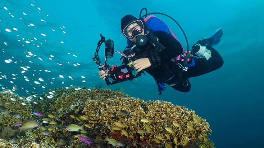 Thresher shark at Kimud Shoal
