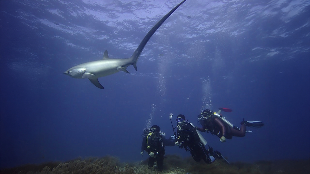 Thresher shark at Kimud Shoal