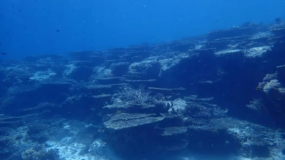 Coral gardens at Capitancillo Islet