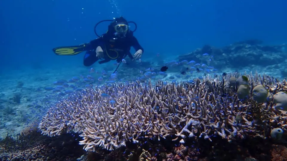 Reef life at Capitancillo Islet