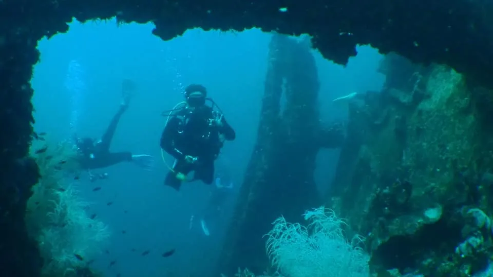 Marine life on MV Doña Marilyn wreck