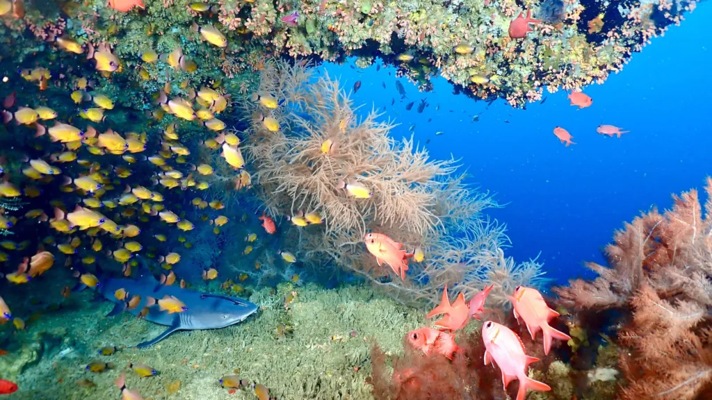 Marine life at Gato Island