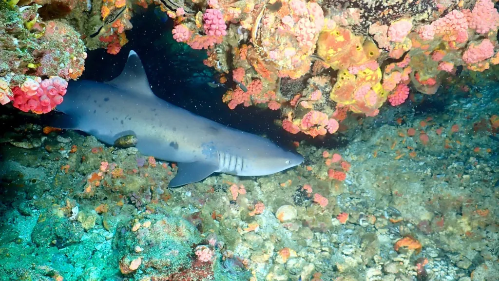 Sleeping whitetip shark at Gato Island