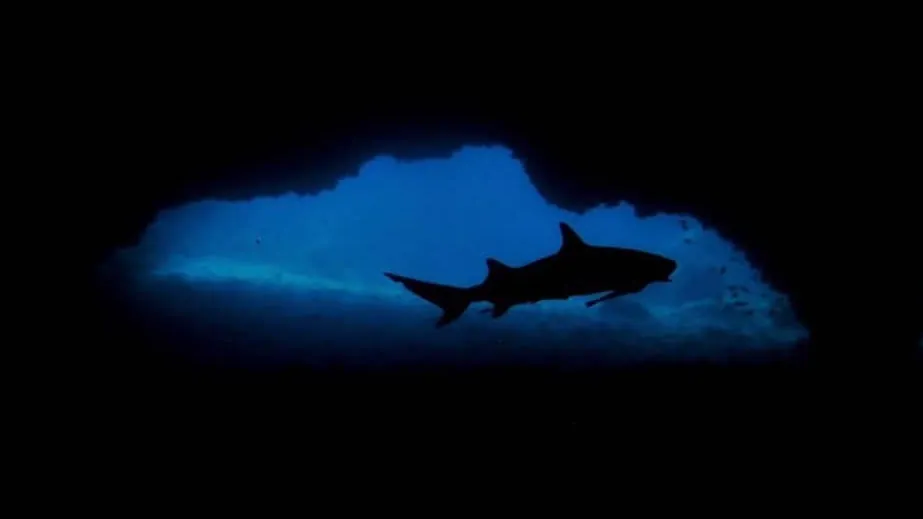 Whitetip reef shark in Gato Island tunnel
