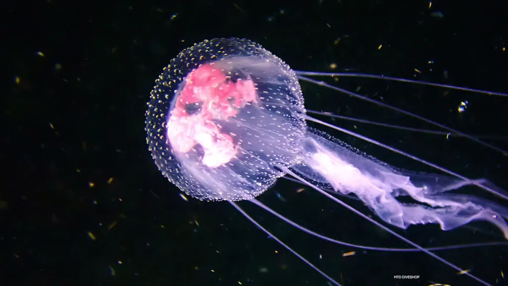 Jellyfish on Malapascua night dive
