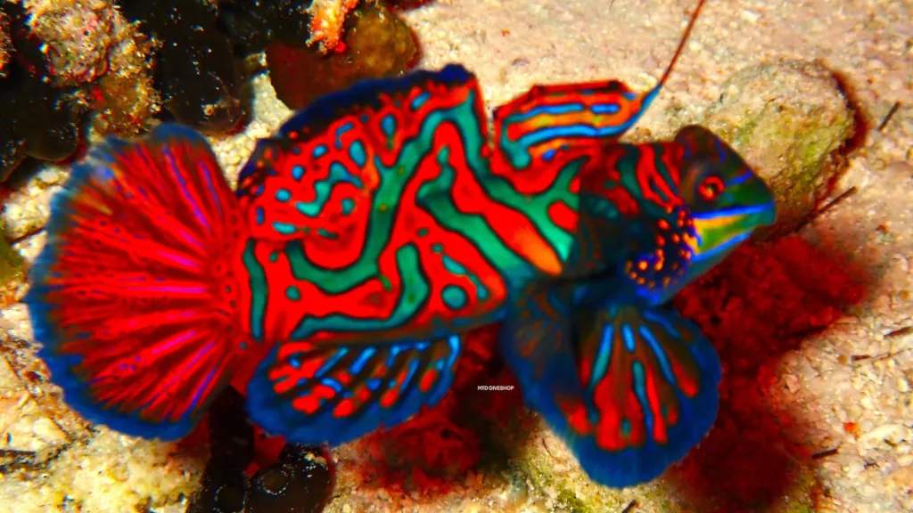 Mandarin fish on Malapascua night dive