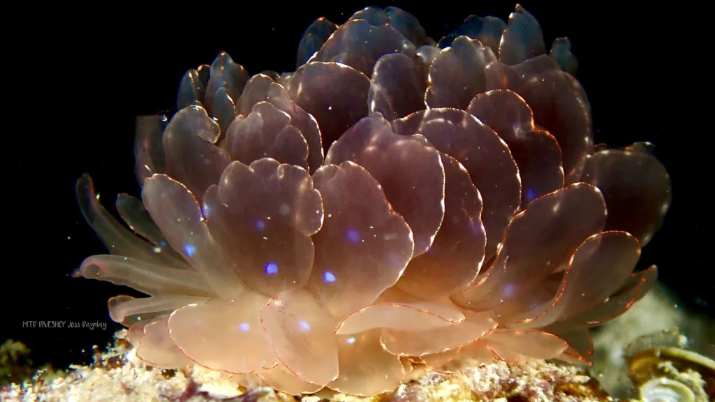 Nudibranch on Malapascua night dive