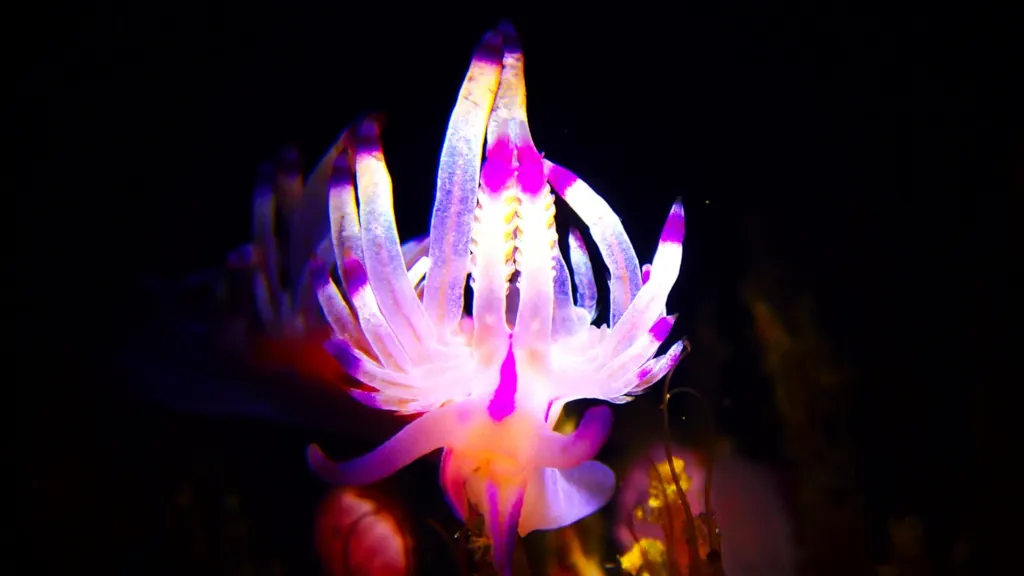 Colorful nudibranch at Malapascua night dive