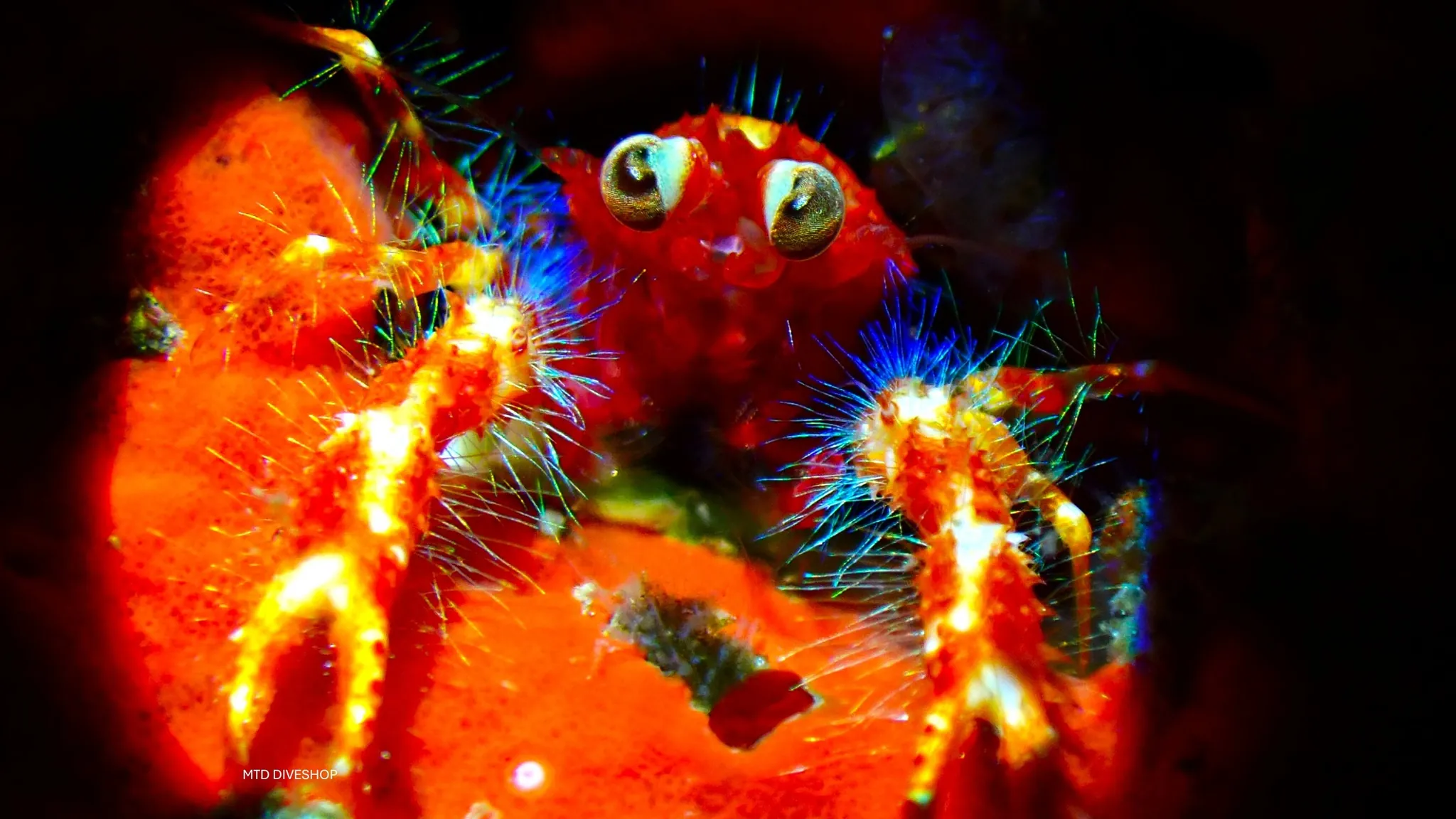 Squat lobster on Malapascua night dive