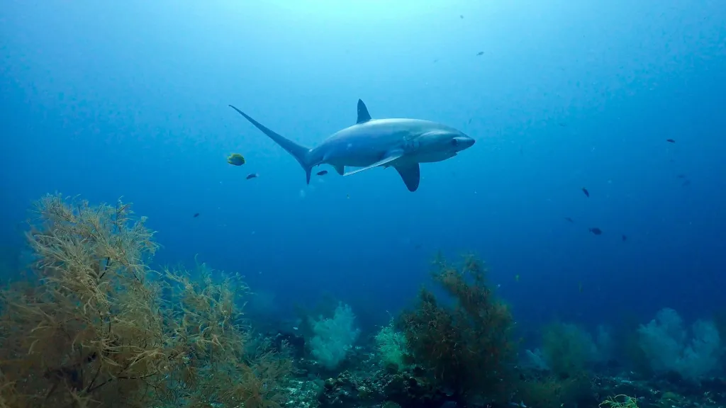 Thresher shark at Kimud Shoal, Malapascua
