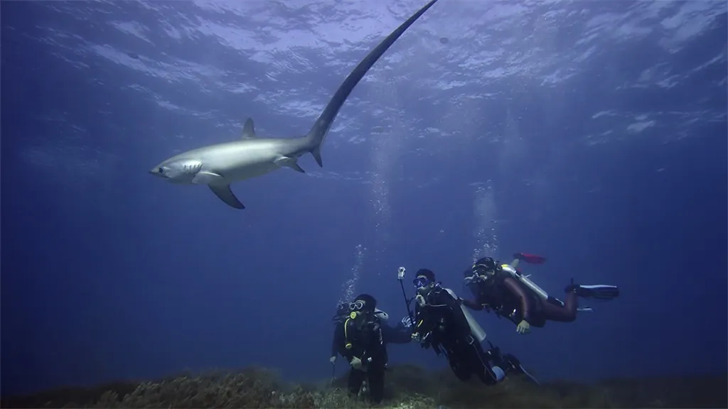 Thresher shark dive at Kimud Shoal