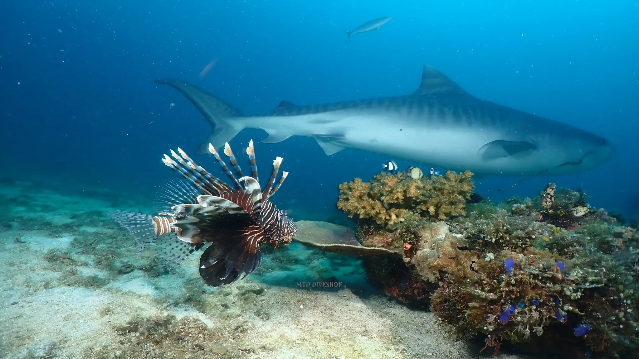 Marine biodiversity at Monad Shoal, Malapascua