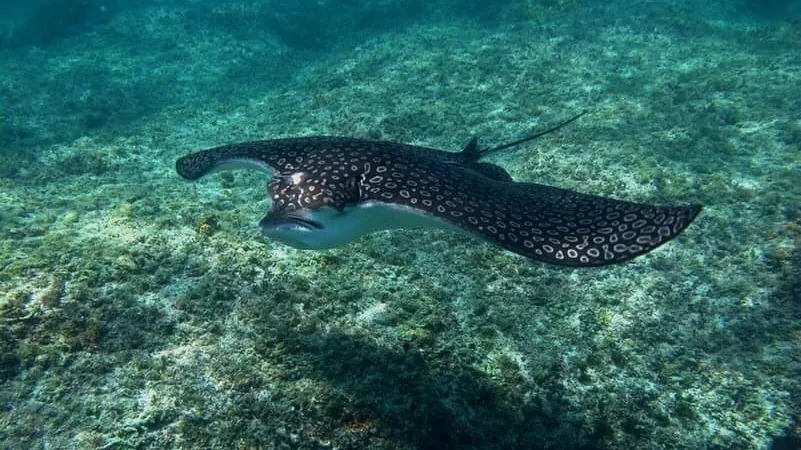 Eagle ray at Monad Shoal cleaning station