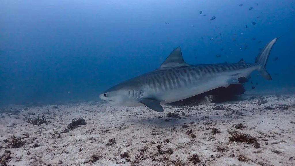Tiger shark at Monad Shoal, Malapascua